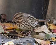 Song Sparrow